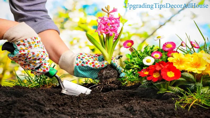 Beautiful home garden featuring Garden Tips DecorAdHouse for healthy plants and attractive landscaping